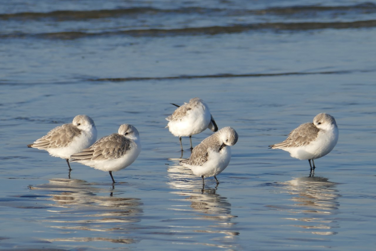 Becasseaux sanderling